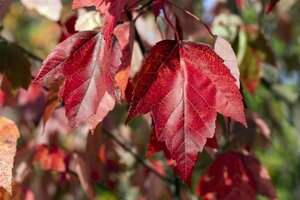 Acer rubrum 'Red Sunset' 10-12 Hoogstam wortelgoed - afbeelding 2