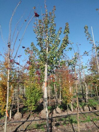 Acer rubrum 'Red Sunset' 12-14 Hoogstam draadkluit 2 X verplant - afbeelding 5