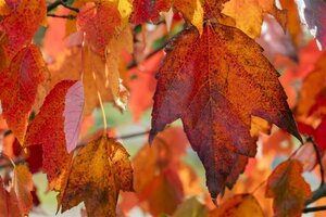 Acer rubrum 'Red Sunset' 12-14 Hoogstam draadkluit 2 X verplant - afbeelding 3