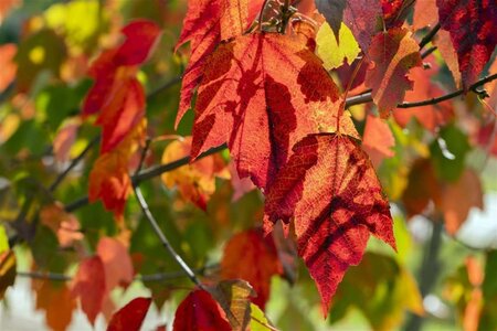 Acer rubrum 'Red Sunset' 12-14 Hoogstam draadkluit 2 X verplant - afbeelding 4