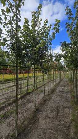 Acer rubrum 'Red Sunset' 12-14 Hoogstam wortelgoed 2 X verplant - afbeelding 6