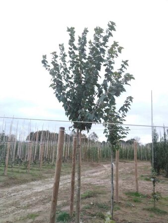 Acer rubrum 'Red Sunset' 12-14 Hoogstam wortelgoed 2 X verplant - afbeelding 5