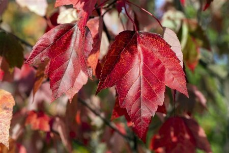 Acer rubrum 'Red Sunset' 12-14 Hoogstam wortelgoed 2 X verplant - afbeelding 2