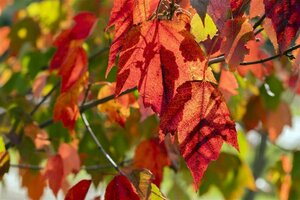 Acer rubrum 'Red Sunset' 12-14 Hoogstam wortelgoed 2 X verplant - afbeelding 4