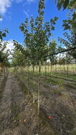 Acer rubrum 'Red Sunset' 8-10 Hoogstam wortelgoed - afbeelding 6