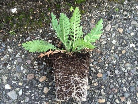 Achillea fil. 'Cloth of Gold' geen maat specificatie 0,55L/P9cm - afbeelding 3