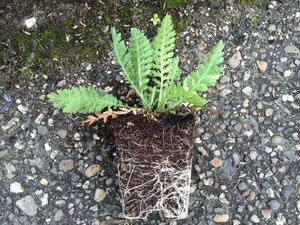 Achillea fil. 'Cloth of Gold' geen maat specificatie 0,55L/P9cm - afbeelding 3