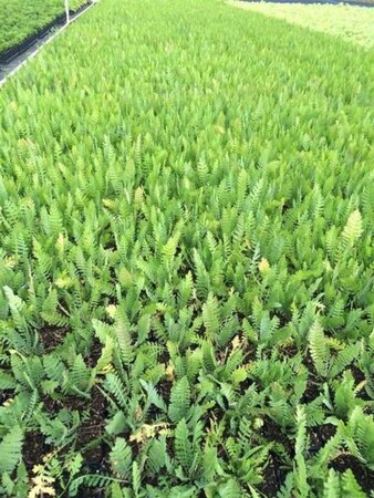 Achillea fil. 'Cloth of Gold' geen maat specificatie 0,55L/P9cm - afbeelding 4