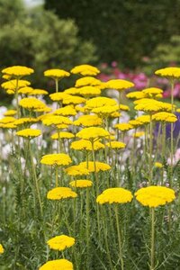 Achillea fil. 'Cloth of Gold' geen maat specificatie 0,55L/P9cm - afbeelding 1