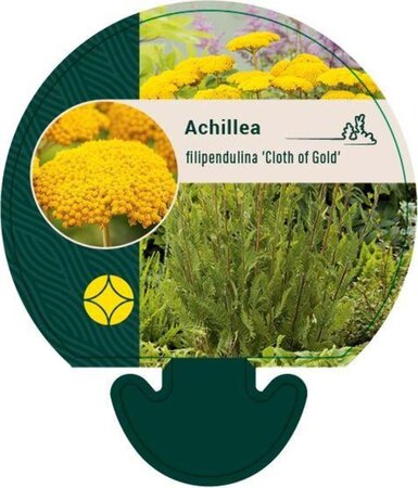 Achillea fil. 'Cloth of Gold' geen maat specificatie 0,55L/P9cm - afbeelding 2