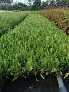 Achillea fil. 'Cloth of Gold' geen maat specificatie 0,55L/P9cm - afbeelding 6