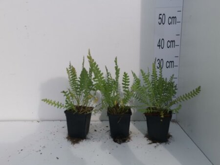 Achillea fil. 'Cloth of Gold' geen maat specificatie 0,55L/P9cm - image 6