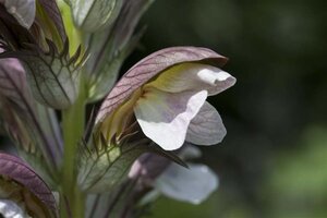 Acanthus hungaricus geen maat specificatie 0,55L/P9cm - afbeelding 1