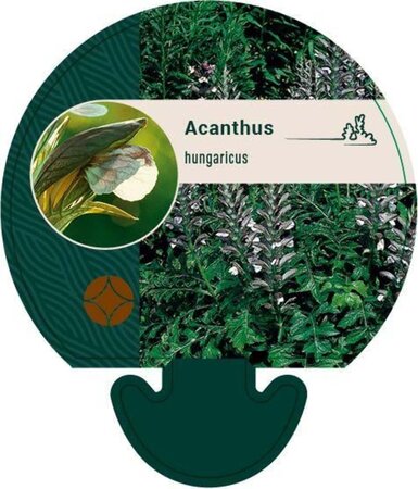 Acanthus hungaricus geen maat specificatie 0,55L/P9cm - afbeelding 3