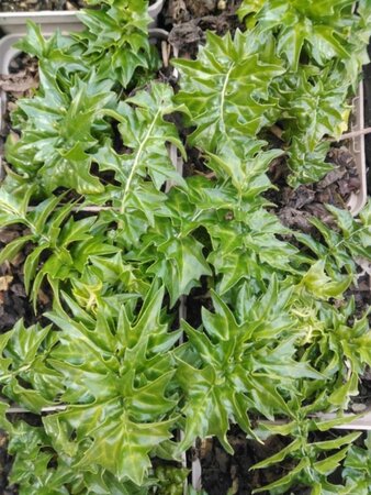 Acanthus hungaricus geen maat specificatie 0,55L/P9cm - afbeelding 2