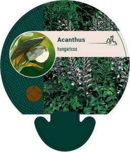 Acanthus hungaricus geen maat specificatie 0,55L/P9cm - image 3