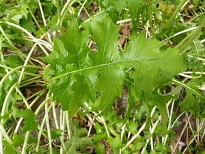 Acanthus hungaricus 'White Lips' geen maat specificatie 0,55L/P9cm - afbeelding 1