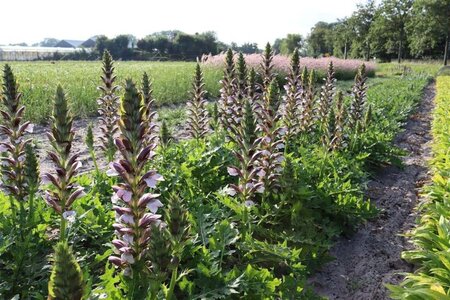 Acanthus hungaricus 'White Lips' geen maat specificatie 0,55L/P9cm - afbeelding 4