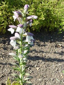 Acanthus hungaricus 'White Lips' geen maat specificatie 0,55L/P9cm - afbeelding 2