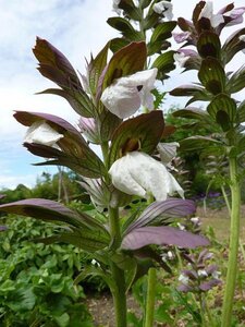 Acanthus hungaricus 'White Lips' geen maat specificatie 0,55L/P9cm - afbeelding 3