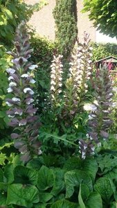 Acanthus hungaricus 'White Lips' geen maat specificatie 0,55L/P9cm - afbeelding 5