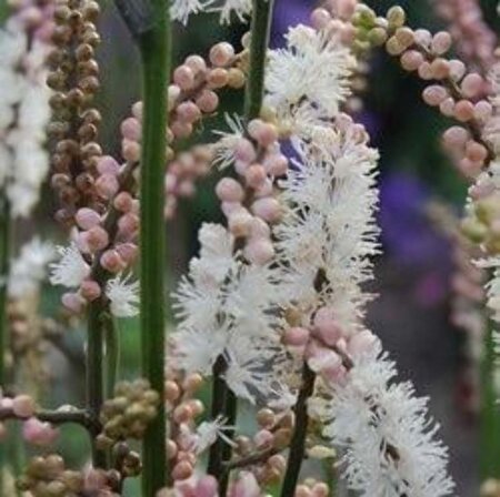 Actaea japonica 'Cheju-do' geen maat specificatie 0,55L/P9cm - afbeelding 2