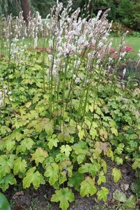 Actaea japonica 'Cheju-do' geen maat specificatie 0,55L/P9cm - afbeelding 3