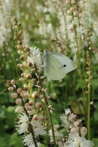 Actaea japonica 'Cheju-do' geen maat specificatie 0,55L/P9cm - afbeelding 4