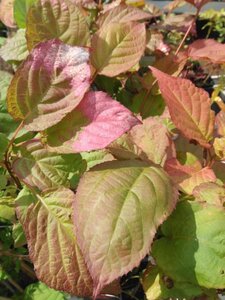 Actinidia kolomikta 70 cm vierkant 2L - afbeelding 2