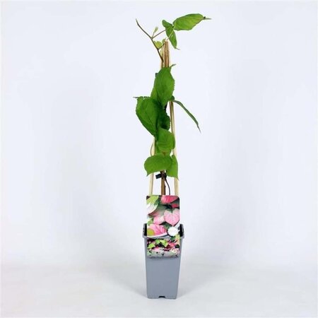 Actinidia kolomikta 70 cm vierkant 2L - afbeelding 1