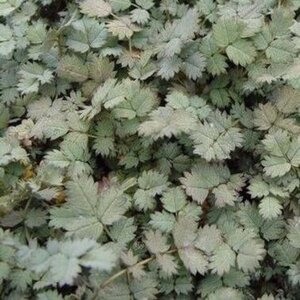 Acaena magellanica geen maat specificatie 0,55L/P9cm - afbeelding 3