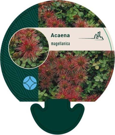 Acaena magellanica geen maat specificatie 0,55L/P9cm - afbeelding 2