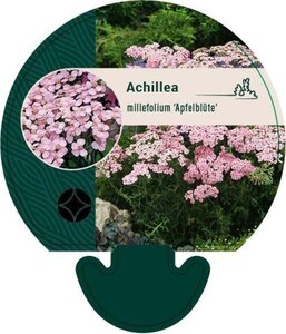 Achillea m. 'Apfelblüte' geen maat specificatie 0,55L/P9cm - afbeelding 4