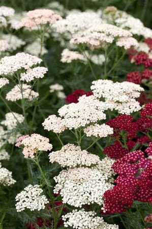 Achillea m. 'Apfelblüte' geen maat specificatie 0,55L/P9cm - afbeelding 1