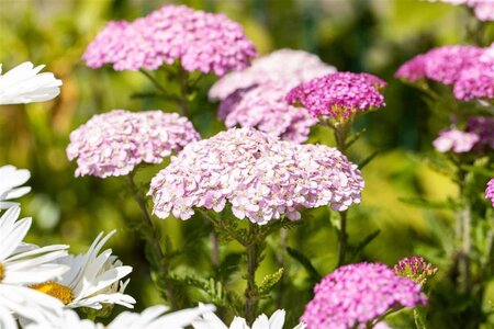 Achillea m. 'Apfelblüte' geen maat specificatie 0,55L/P9cm - afbeelding 2