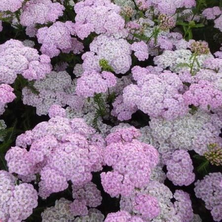 Achillea m. 'Apfelblüte' geen maat specificatie 0,55L/P9cm - afbeelding 5