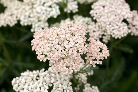 Achillea m. 'Apfelblüte' geen maat specificatie 0,55L/P9cm - afbeelding 3