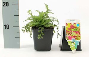 Achillea m. 'Cerise Queen' geen maat specificatie 0,55L/P9cm - afbeelding 4