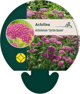 Achillea m. 'Cerise Queen' geen maat specificatie 0,55L/P9cm - afbeelding 3