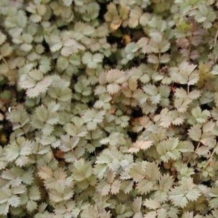 Acaena microphylla geen maat specificatie 0,55L/P9cm - afbeelding 5