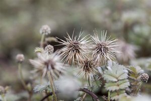 Acaena microphylla geen maat specificatie 0,55L/P9cm - afbeelding 1