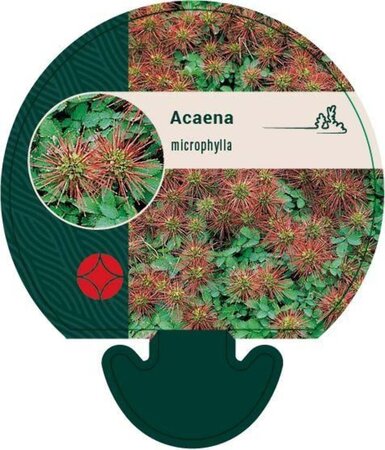 Acaena microphylla geen maat specificatie 0,55L/P9cm - afbeelding 4