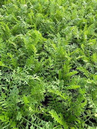 Achillea millefolium geen maat specificatie 0,55L/P9cm - afbeelding 3