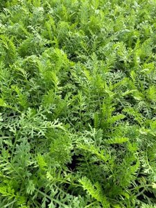 Achillea millefolium geen maat specificatie 0,55L/P9cm - afbeelding 3