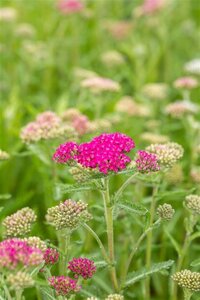 Achillea millefolium geen maat specificatie 0,55L/P9cm - afbeelding 1