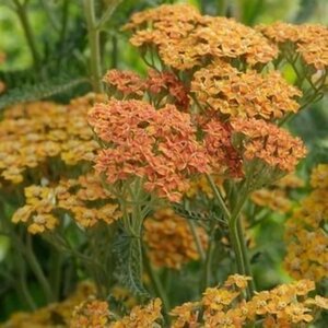 Achillea millefolium geen maat specificatie 0,55L/P9cm - afbeelding 4