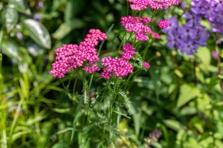 Achillea millefolium geen maat specificatie 0,55L/P9cm - afbeelding 2