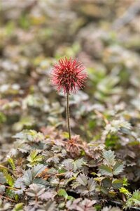 Acaena microphylla 'Kupferteppich' geen maat specificatie 0,55L/P9cm - afbeelding 1