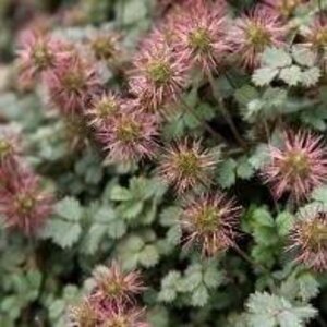 Acaena microphylla 'Kupferteppich' geen maat specificatie 0,55L/P9cm - afbeelding 5