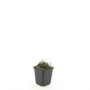 Acaena microphylla 'Kupferteppich' geen maat specificatie 0,55L/P9cm - afbeelding 7